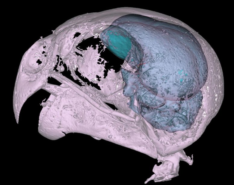 Australian Night Parrot Skull Scan
