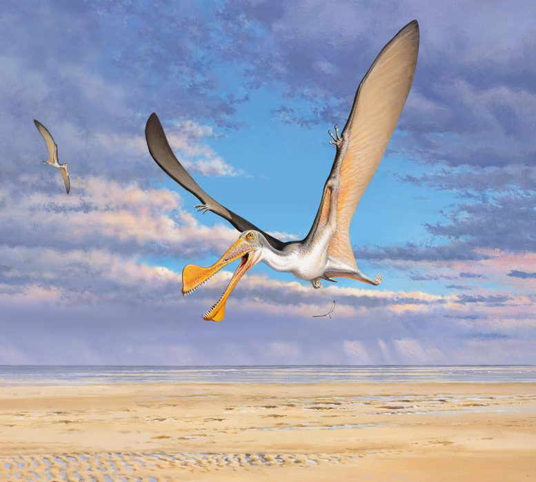 Australian Pterosaur Reconstruction