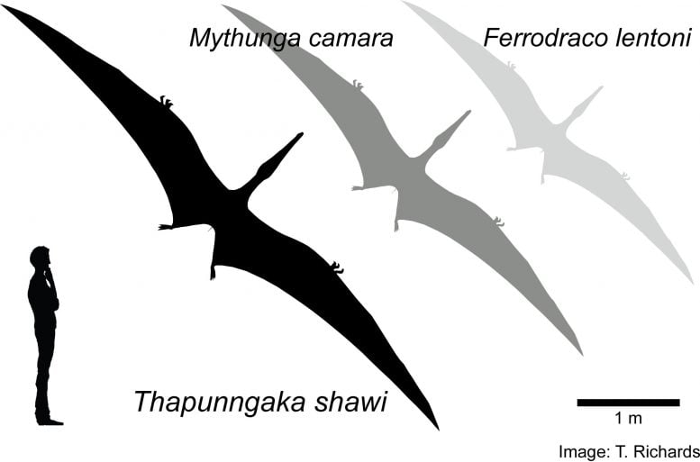 Australian Pterosaurs Wingspans