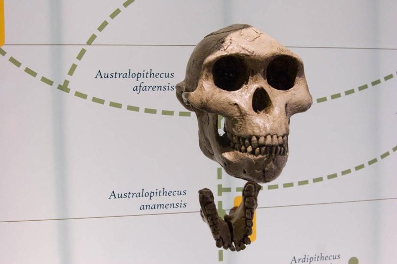 Australopithecus Skull Fossil on Display Exhibit
