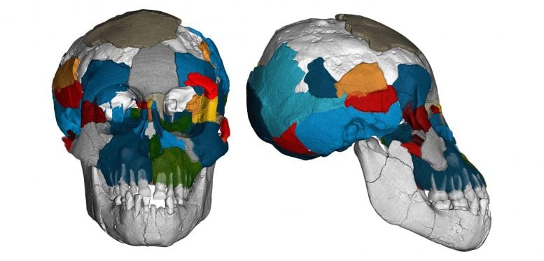 Australopithecus afarensis Fossil Skull