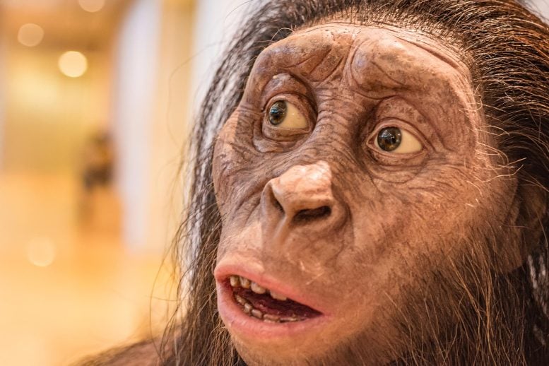 How Our Big Brains and Flat Faces Evolved in Record Time