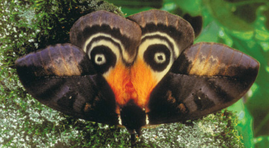 Automeris-egeus-moth