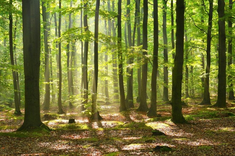 Autumn Dawn Magic Forest