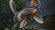 Avialan Theropod Fujianvenator Prodigiosus