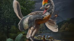 Avialan Theropod Fujianvenator Prodigiosus
