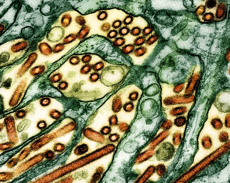 Wirus ptasiej grypy A (ptasia grypa H5N1) transmitowany za pomocą mikroskopu elektronowego