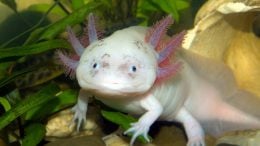 Axolotl Salamander