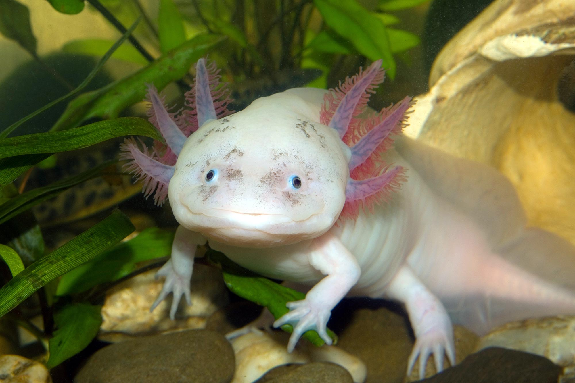 Axolotl: Salamander Eksotis yang Bisa Regenerasi - Sumber Informasi ...