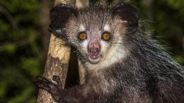 Aye aye Nocturnal Lemur of Madagascar