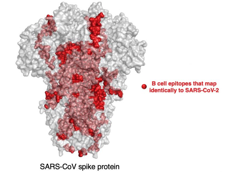 B Cell Epitopes that Map Identically to SARS-CoV-2