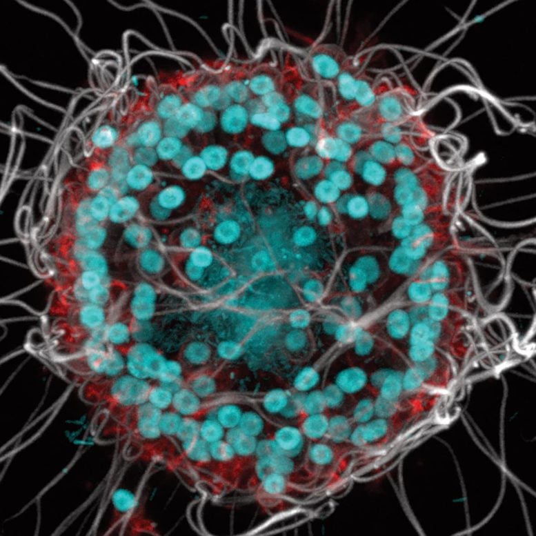 Coloração de DNA para B. monosierra