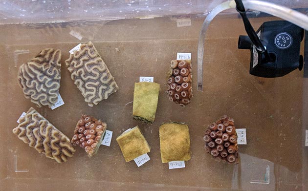 BIOS Coral Fragments