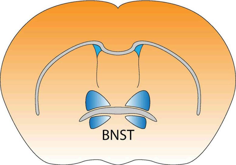 BNST Location in the Brain