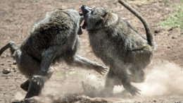 Baboons Fighting
