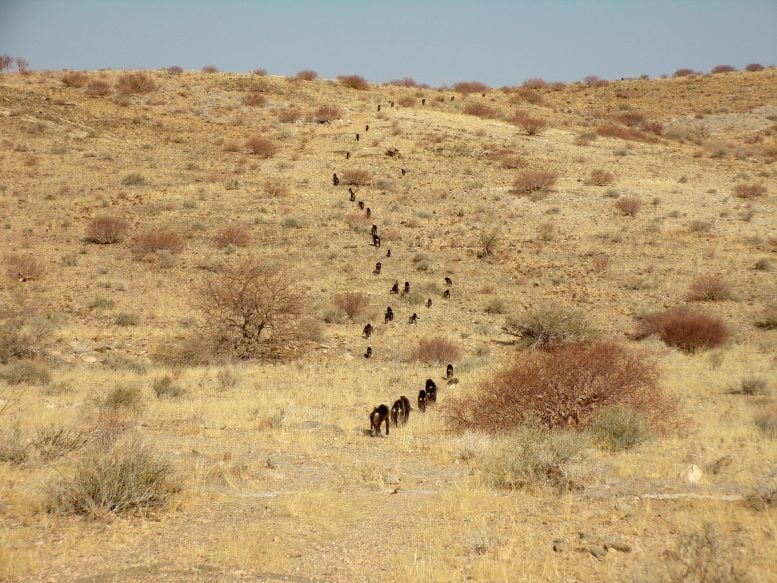 Baboons Walking in Progression South Africa Cape Peninsula