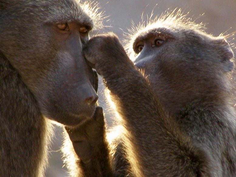 Baboons at Tsaobis Baboon Project
