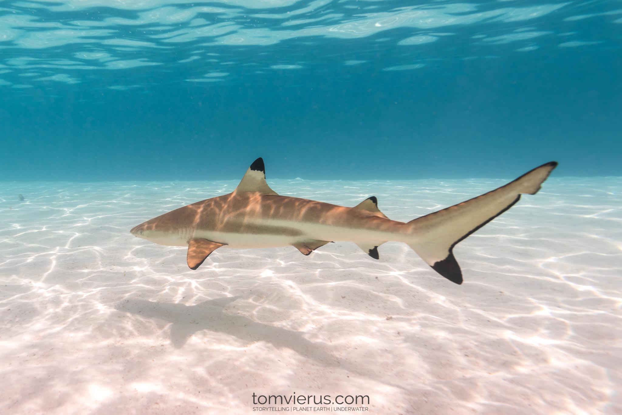 Baby Black Tip Reef Shark Baby Black Tip Reef Shark