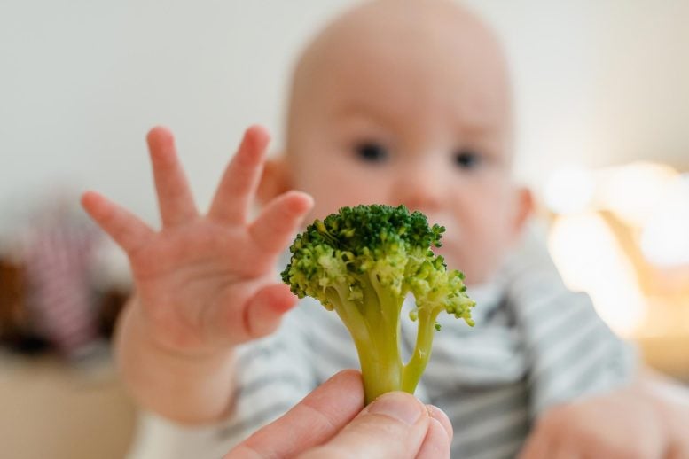 Baby Eating Vegetables Broccoli Crop
