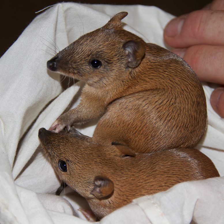 Baby Golden Bandicoots