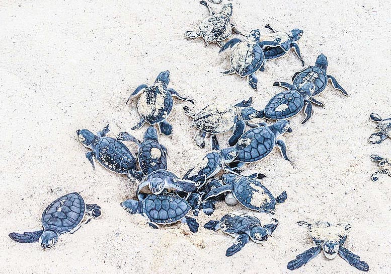 Baby Sea Turtles Beach