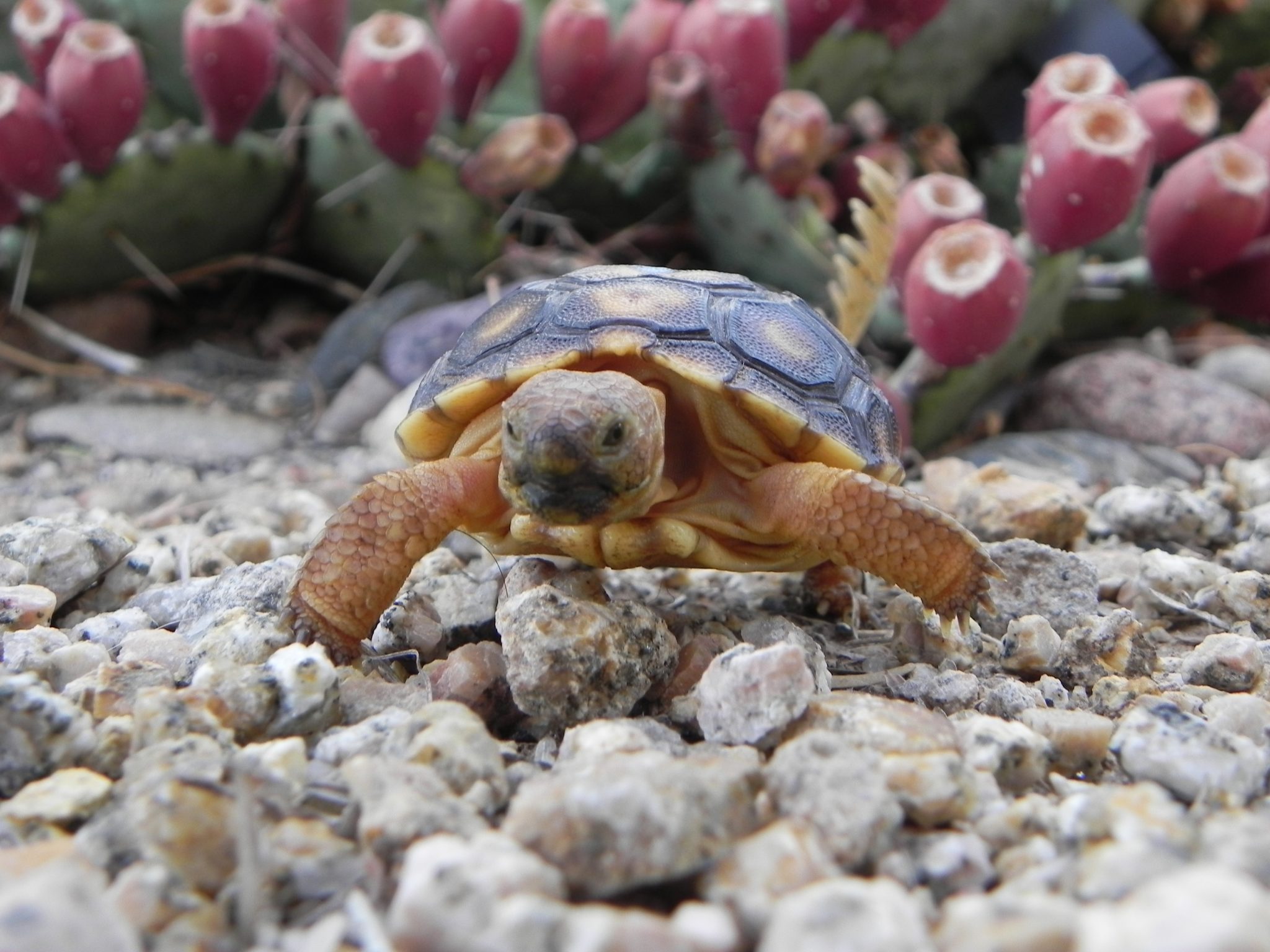 Черепахи весной