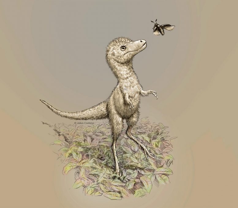 Baby Tyrannosaur