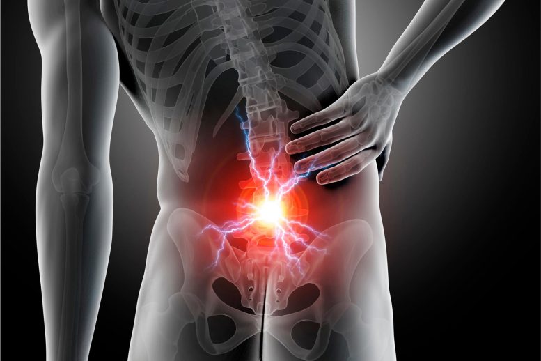 Back Pain Anatomy Science Illustration