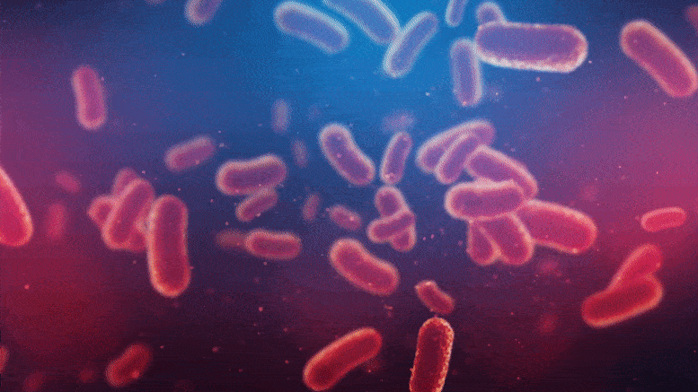 Bacteria Under Microscope Gif