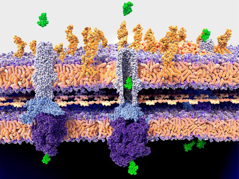 Bacteria Cell Wall Antibiotic Resistance