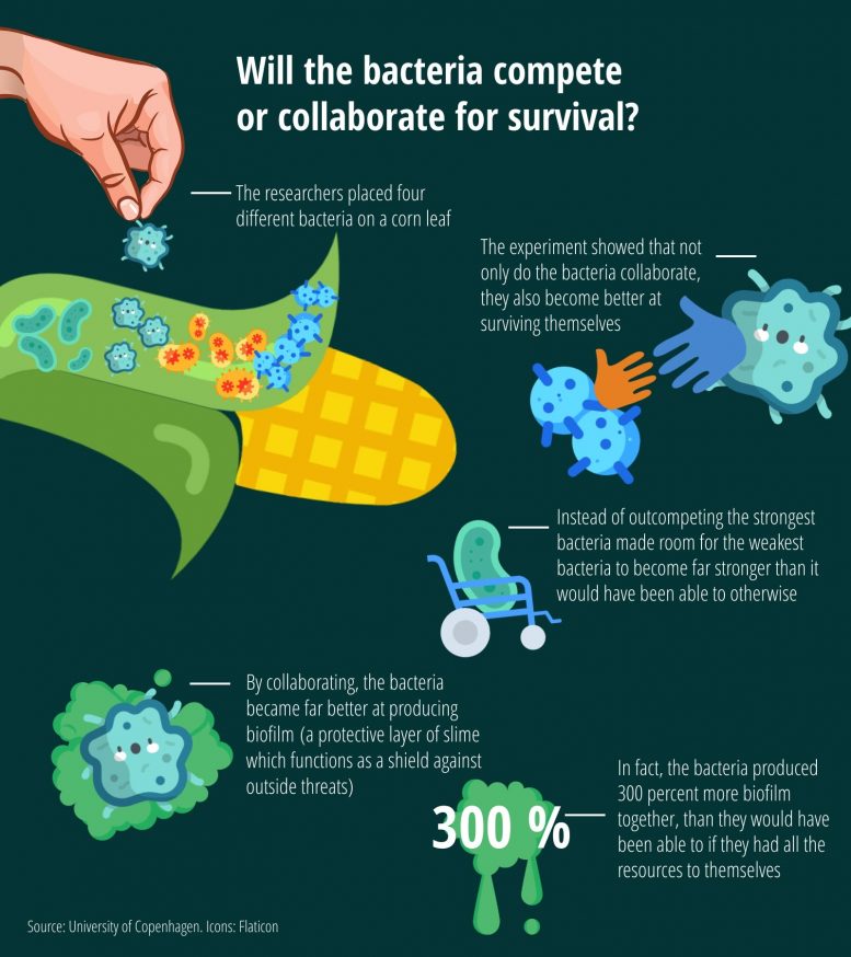 Bacteria Compete or Collaborate for Survival