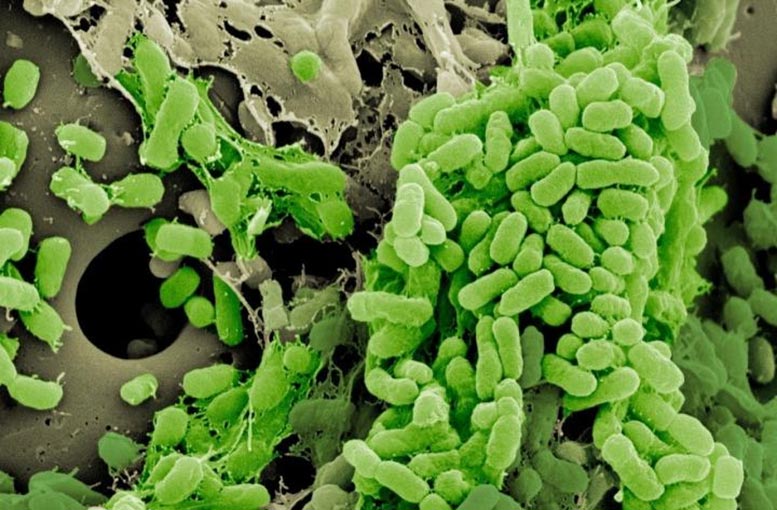 Bacteria Forming Biofilm