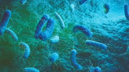 Bacteria Image