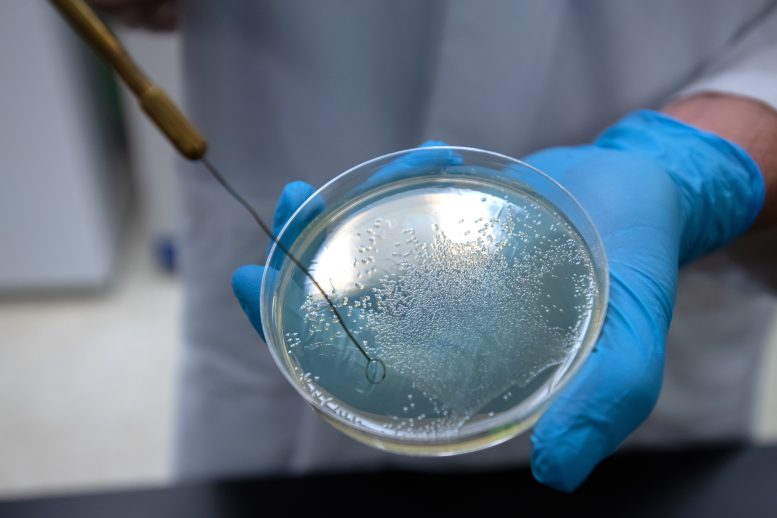 Bacteria Petri Dish