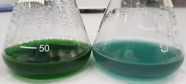 Bacteria Producing Chemicals Comparison