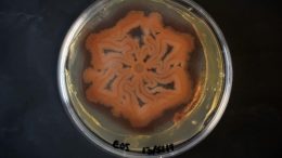 Bacterial Biofilm Patterned Using MeniFluidics