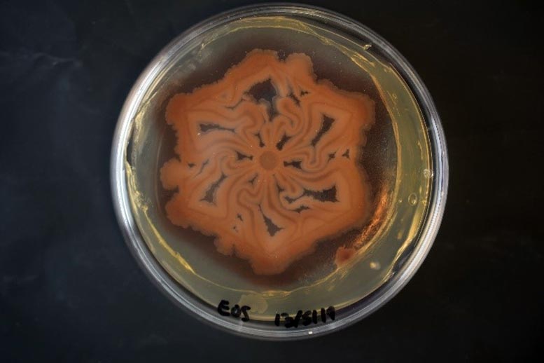 Bacterial Biofilm Patterned Using MeniFluidics