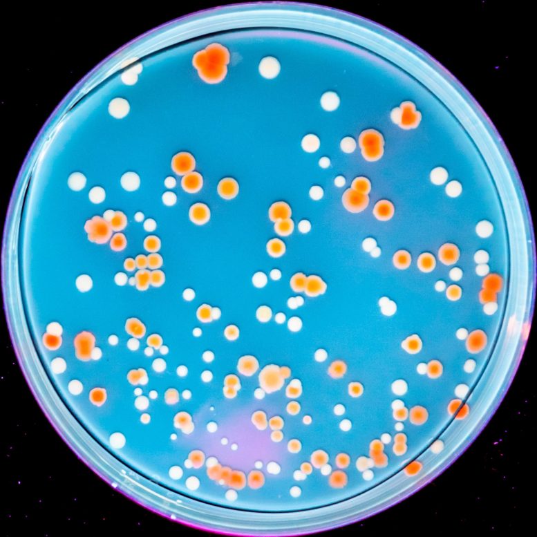 Bacterial Colonies