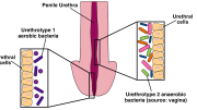 Bacterial Communities in Penile Urethra