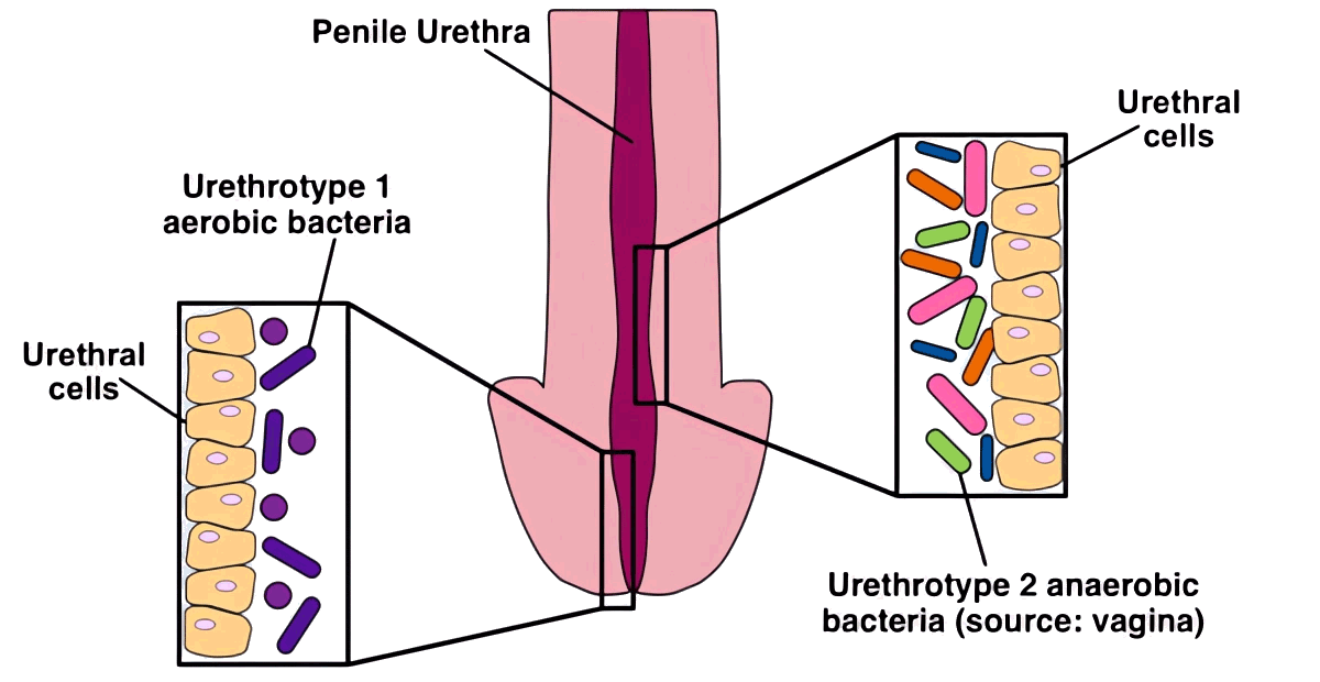 Bacterial Communities in Penile Urethra
