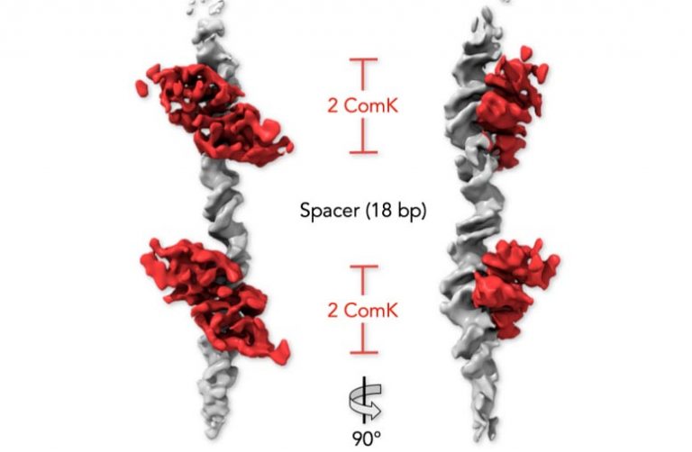 Calling Through the DNA Wire A Newly Discovered “Switch”