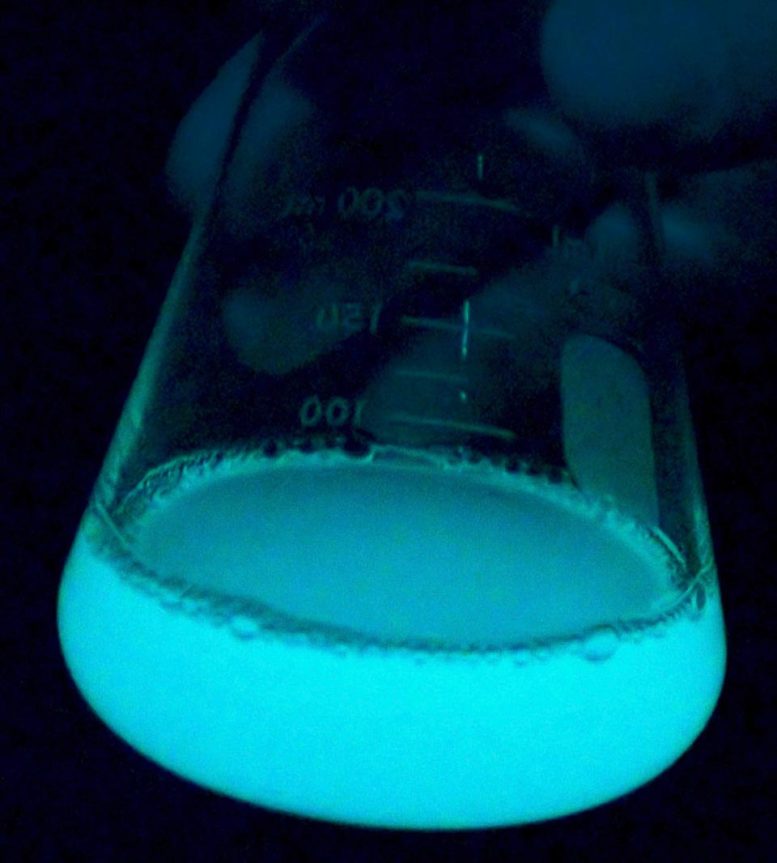 Bacterial Flask Bioluminescence