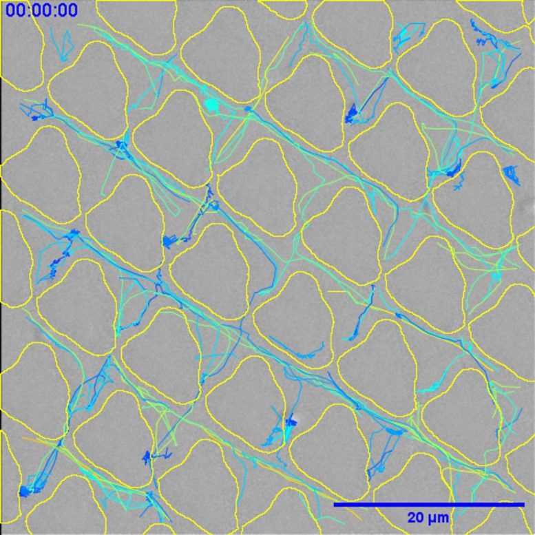 Bacterial Movement After 2 Minutes