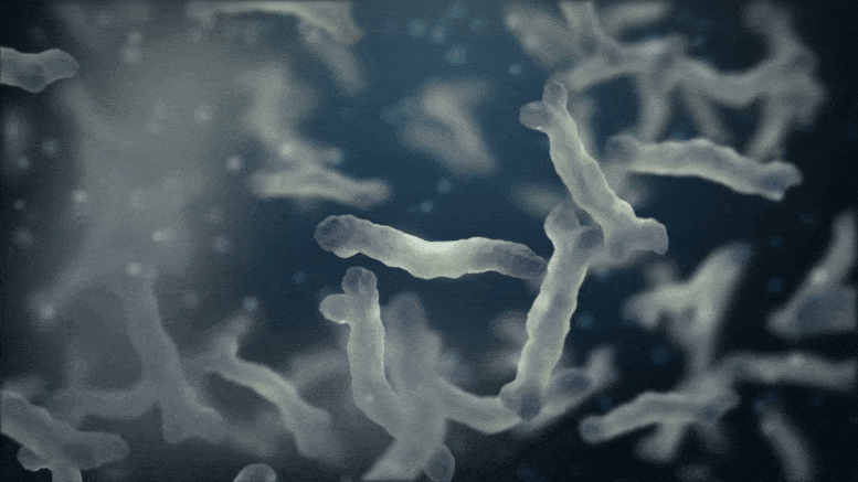 Bacteria Under Microscope Gif