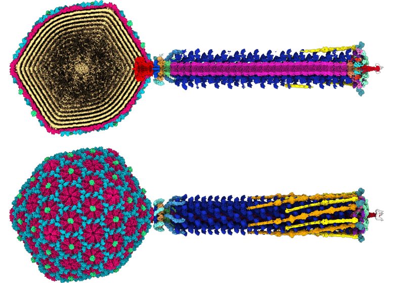 Bacteriophage Blueprint