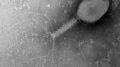 Bacteriophage Image