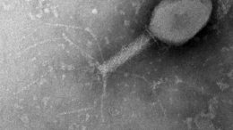 Bacteriophage Image