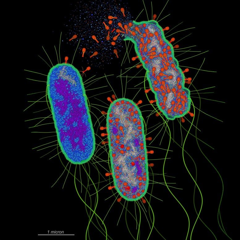 Bacteriophage Infection