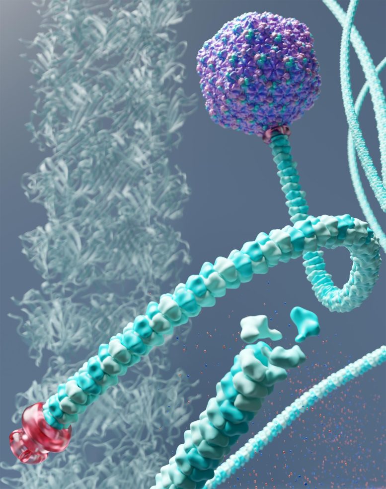 Bacteriophage P74-26 Structure Illustration