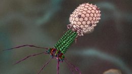 Bacteriophage Reconstructed Microscopy Image
